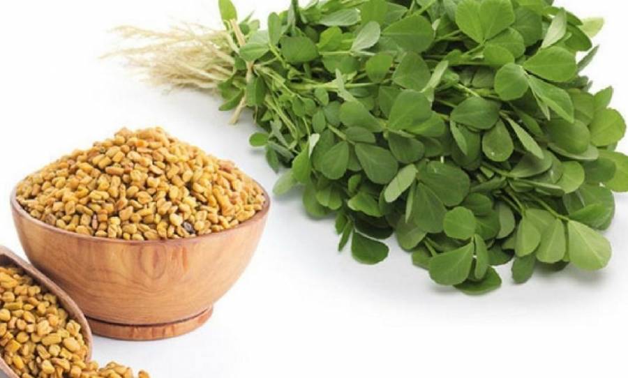 ماذا يحدث للجسم أثناء تناول عشبة الحلبة ....لسكري والدهنيات والقلب والأوعية الدموية والكلى