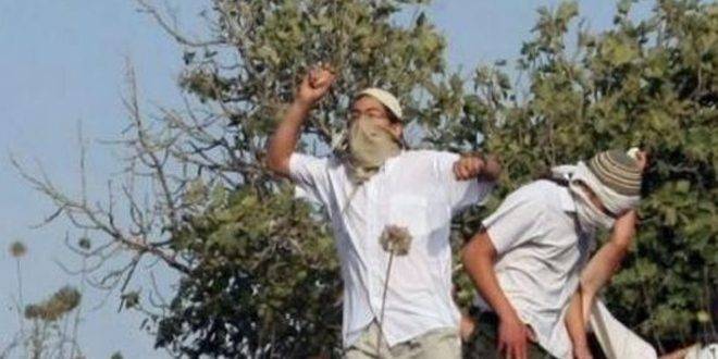 مستوطنون يعتدون على ممتلكات الفلسطينيين قرب نابلس