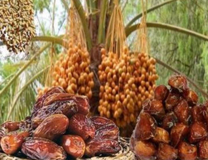 رؤية التمر في المنام وتفسير حلم أكل وتوزيع التمر