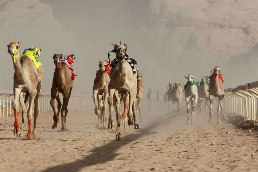 فرسان من الروبوتات بسباق الهجن في الأردن