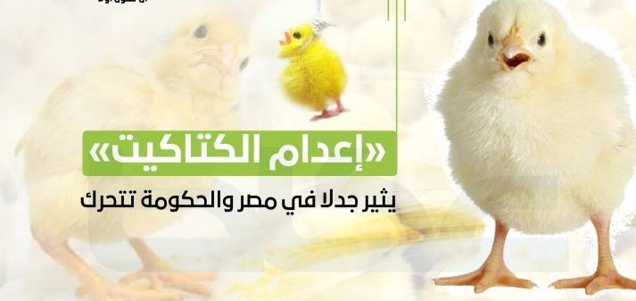 «إعدام الكتاكيت» يثير جدلاً في مصر والحكومة تتحرك