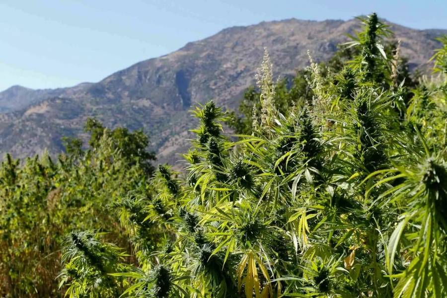 ندوة بالمغرب تبحث الاستعمالات المشروعة للقنب الهندي