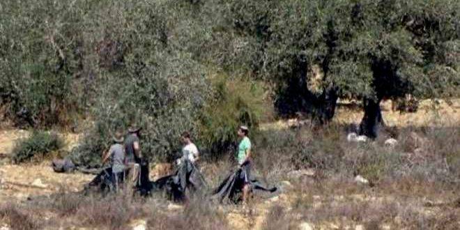 مستوطنون يسرقون ثمار الزيتون من أراضي حي وادي الجوز بالقدس