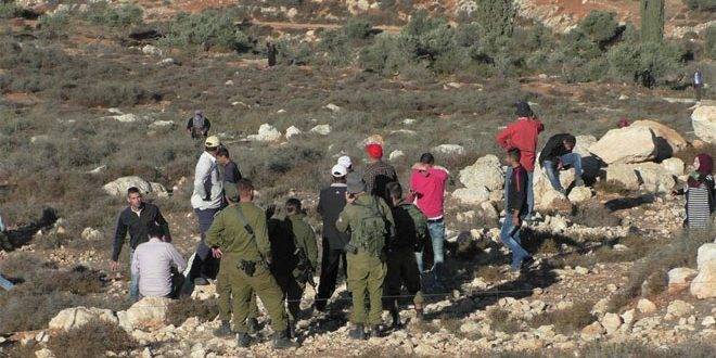 مستوطنون يمنعون فلسطينيين من قطاف الزيتون في الخليل وطولكرم