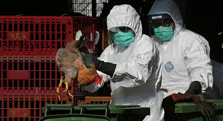 إعدام 150 ألف دجاجة بسبب تفشي إنفلونزا الطيور في اليابان