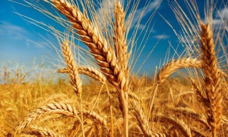 الفاو تحذّر من مجاعة في بلد عربي