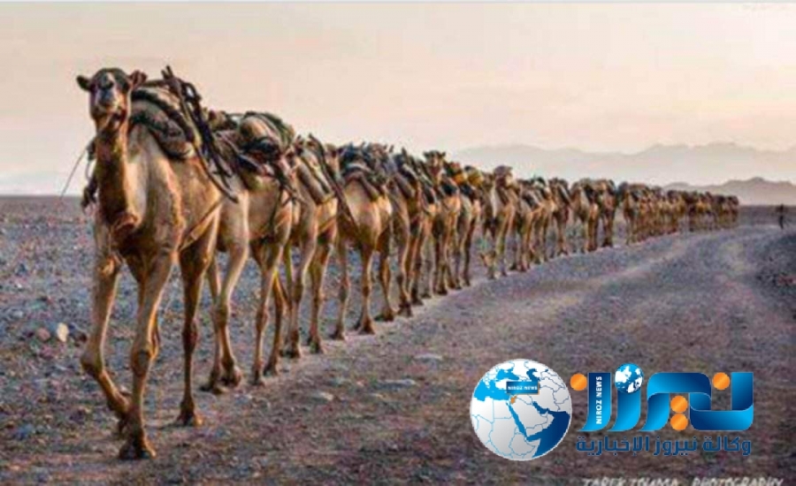 عدد الإبل في العالم  20 مليون