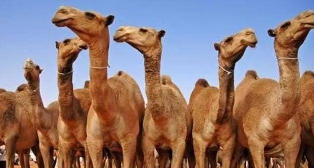 لحم الإبل مقاوم للسرطان ومسكن للألم.... تفاصيل