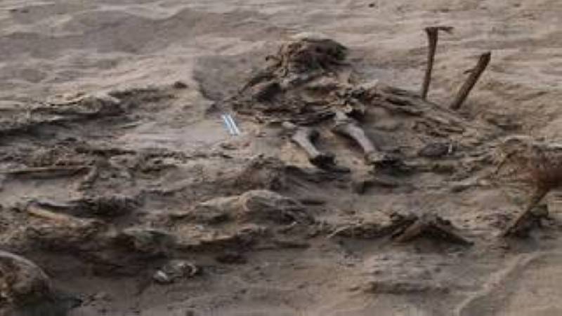 اكتشاف مقبرة غامضة دفن فيها طفل و142 كلباً في مصر