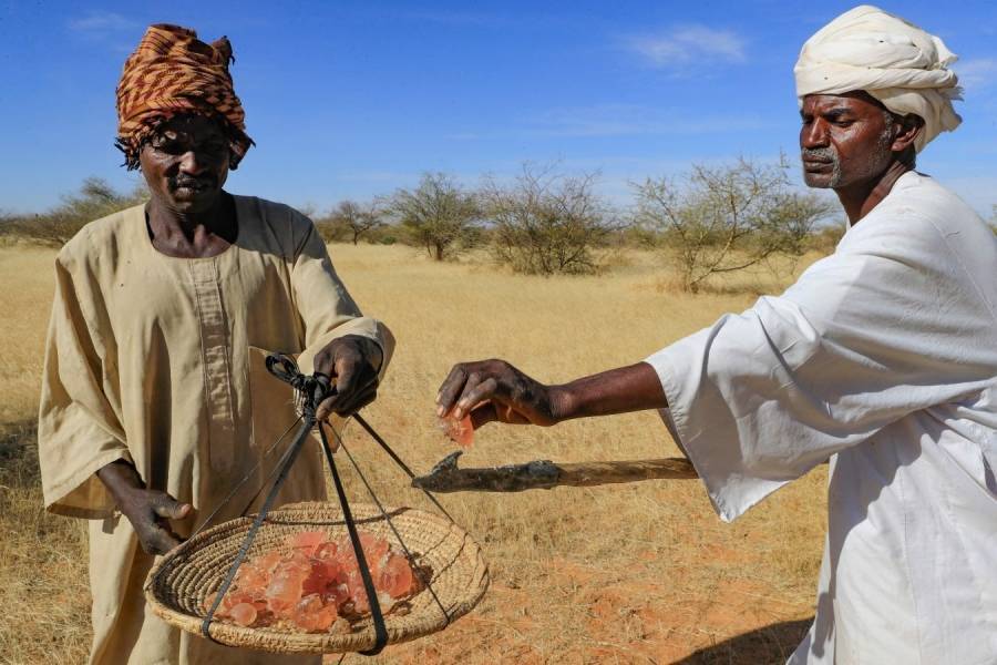 تحدّيات جمّة تهدد الصمغ العربي مفخرة السودان