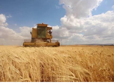 عطاءان لشراء 240 ألف طن قمح وشعير