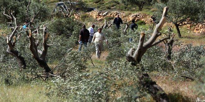 مستوطنون يقتلعون غراس الزيتون في نابلس ويتلفون محاصيل في الأغوار