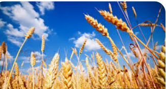 “المزارعين”: المنخفض أدخلنا في مرحلة الاطمئنان على محاصيل القمح والشعير