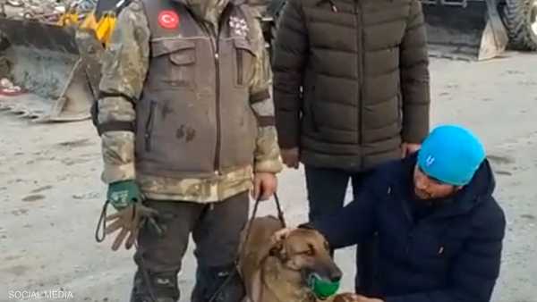 قصة الكلبة سيلا.. ساهمت في إنقاذ 12 شخصا بتركيا
