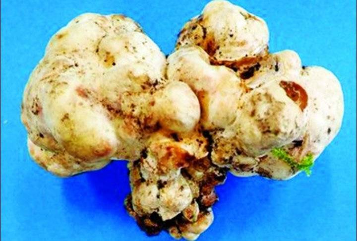 اليابان تنجح في زراعة الكمأة اصطناعياً