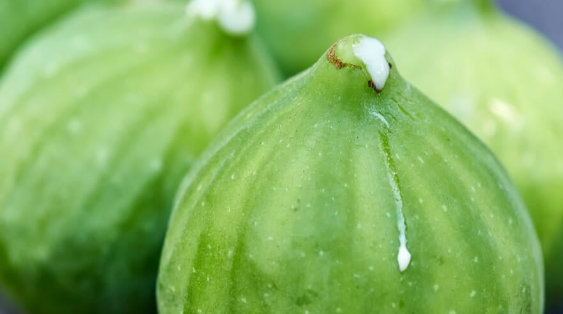 هل سمعت عن حليب التين؟ تعرف على أهم 8 فوائد له