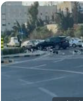 نائب يعرض تحت قبة البرلمان فيديو لكلاب ضالة تسرح وتمرح بالقرب من الدوار الثامن بالعاصمة عمّان