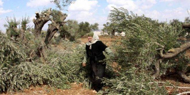 مستوطنون يعتدون على أراضي الفلسطينيين جنوب بيت لحم
