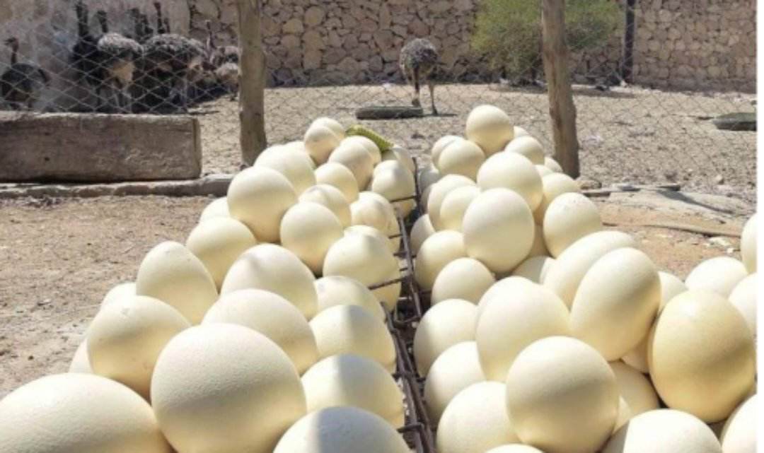 القيمة الغذائية الهائلة  لبيض النعام ... تفاصيل