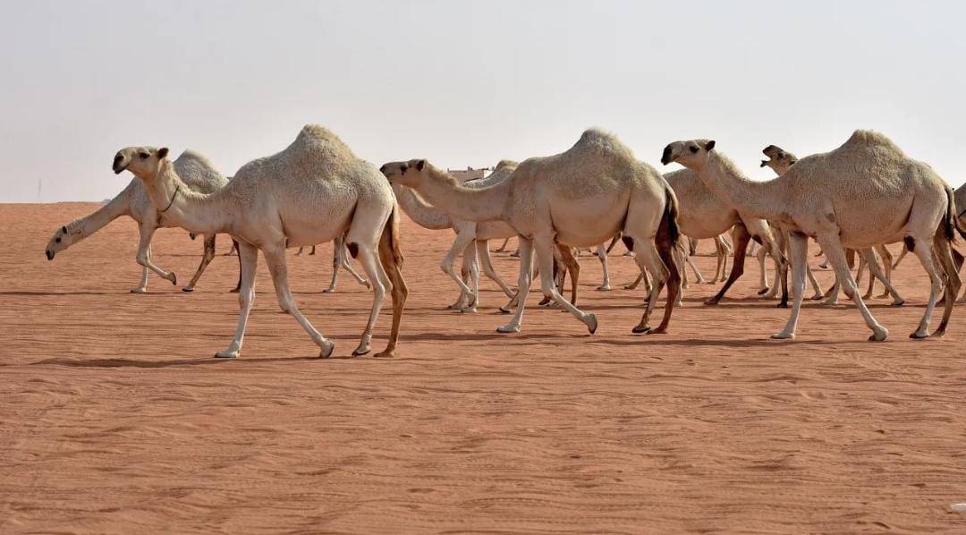 حجم ثروة السودان من الإبل بنحو 4.7 مليون رأس