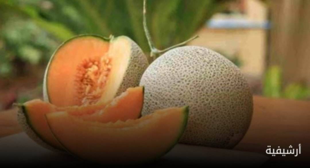 ماذا يحدث للجسم أثناء تناول الشمام وخاصة مرضى السكري ....تفاصيل