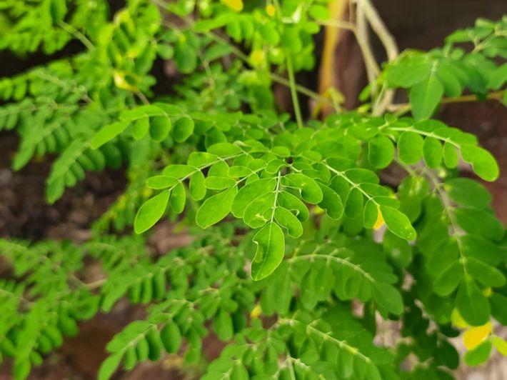 معجزة نبات المورينجا.. فوائد صحية كثيرة