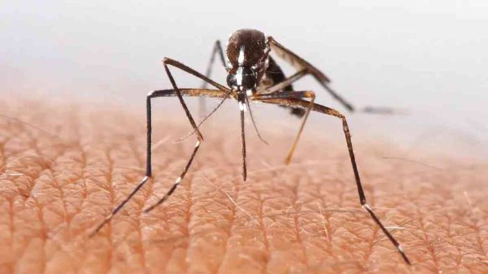 لن تخطر في بالك.. حيل طبيعية تخلصك من البعوض نهائياً
