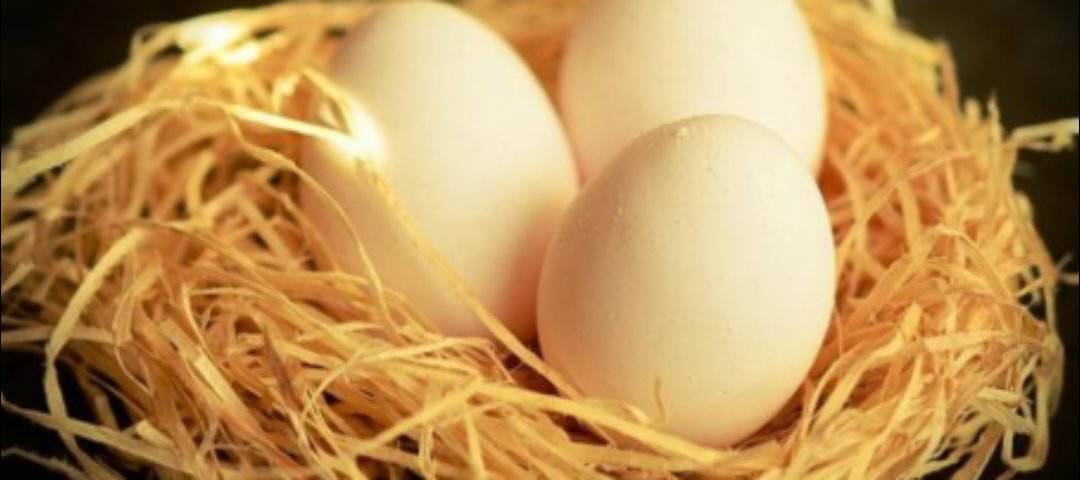 ماذا يحدث للجسم أثناء تناول بيض الحمام...لتخلص من حصى الكبد والمرارة والكلى ...يساعد على تحسين النطق عند الأطفال.