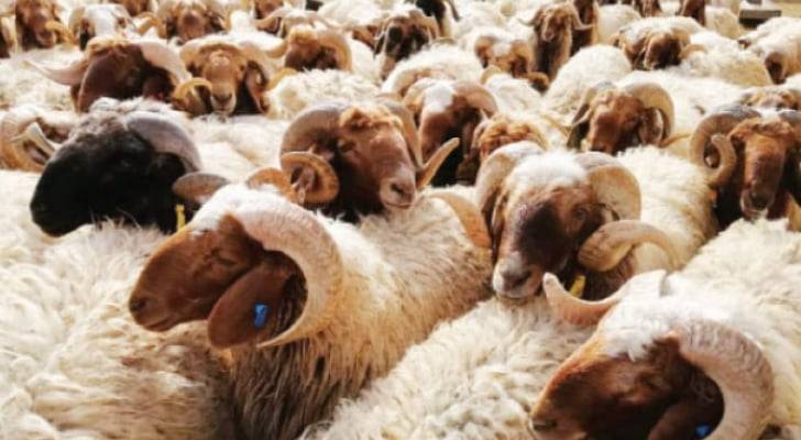 قطر..  تجار ماشية يستعدون لاستيراد خراف الأضاحي من الأردن