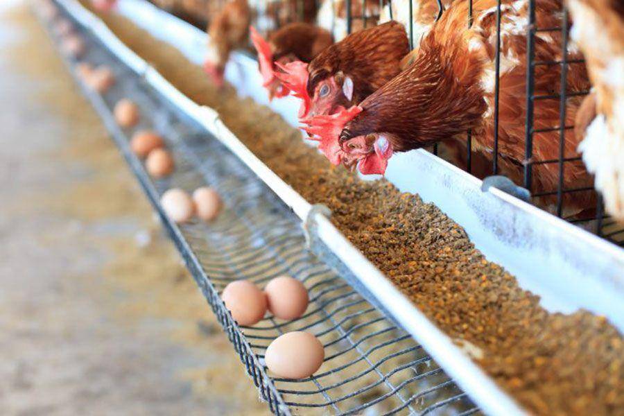 السعودية.. حظر مؤقت على استيراد البيض ولحوم الدواجن من فرنسا