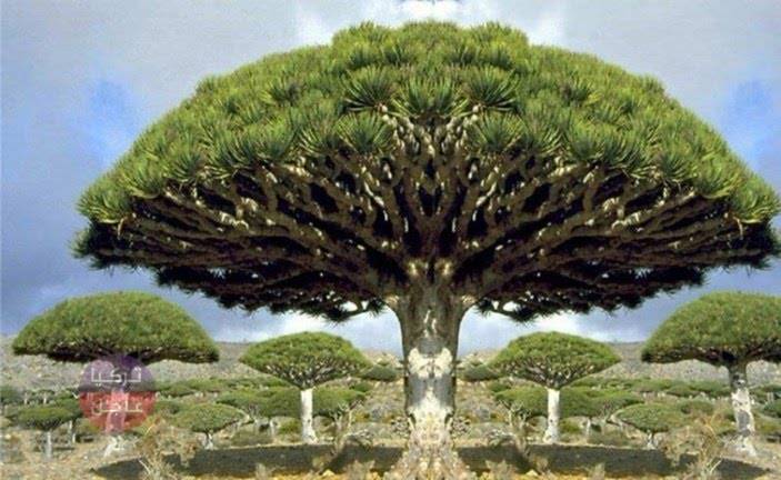 أغلى شجرة في العالم...تفاصيل