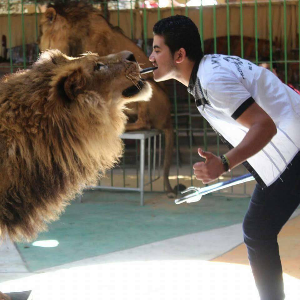 حادثة مروعة تهز السعودية..أسد يفترس صاحبه أثناء تدريبه