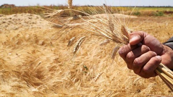 مع تراجع صادرات الحبوب الأوكرانية .. الأسواق تترقب 18 تموز