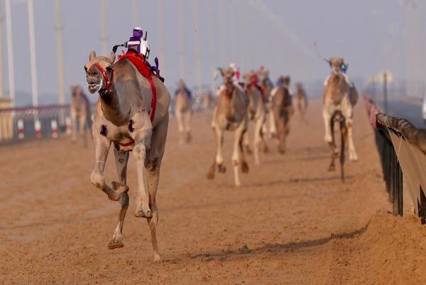 انطلاق مهرجان هجن الظبي بميدان الذيد في الشارقة