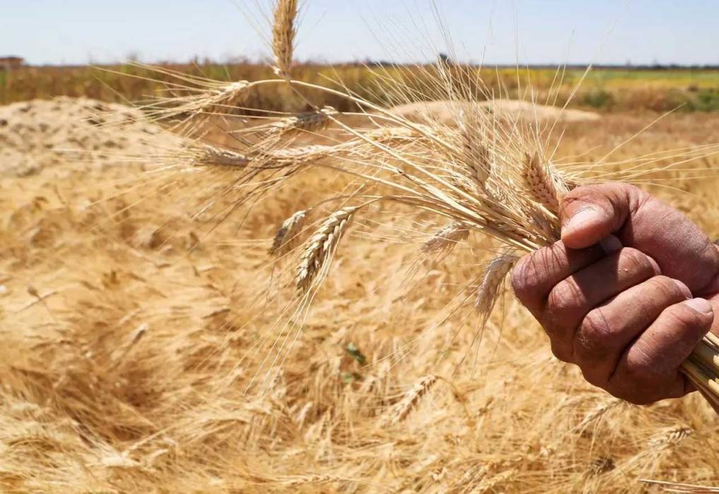 البيت الأبيض: تعليق اتفاق الحبوب يضر الملايين