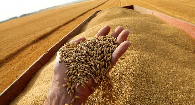 أسعار القمح ترتفع عالميًا