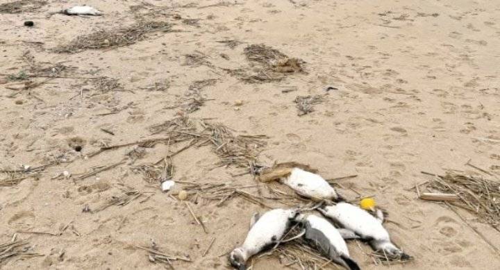 نفوق ألفَي بطريق في الأوروغواي