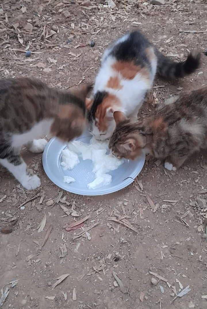القطط تصحو مبكرا و تفطر مبكرا ...!
