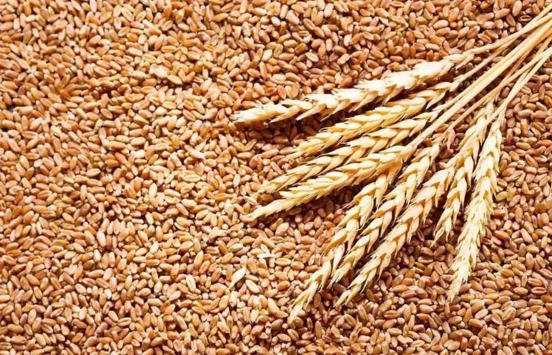 مصر تكشف حقيقة الإفراج عن شحنات قمح فاسدة