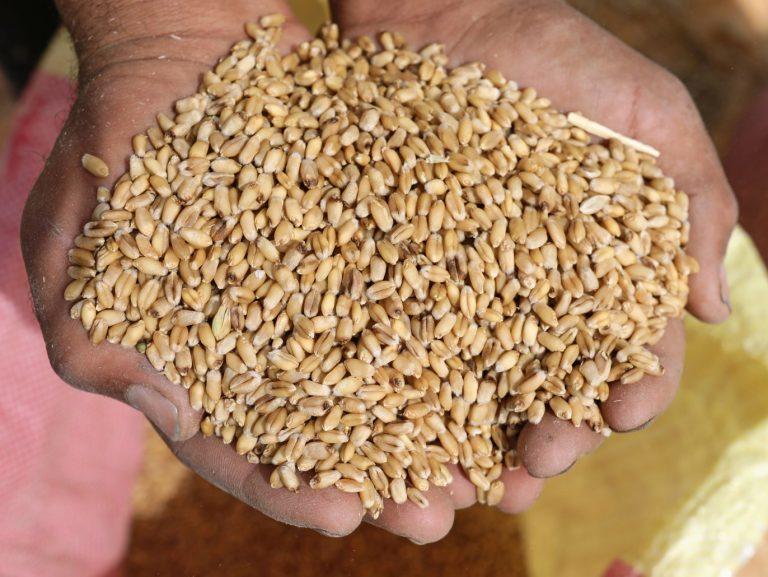 الحرب الروسية بأوكرانيا رفعت أسعار القمح 60