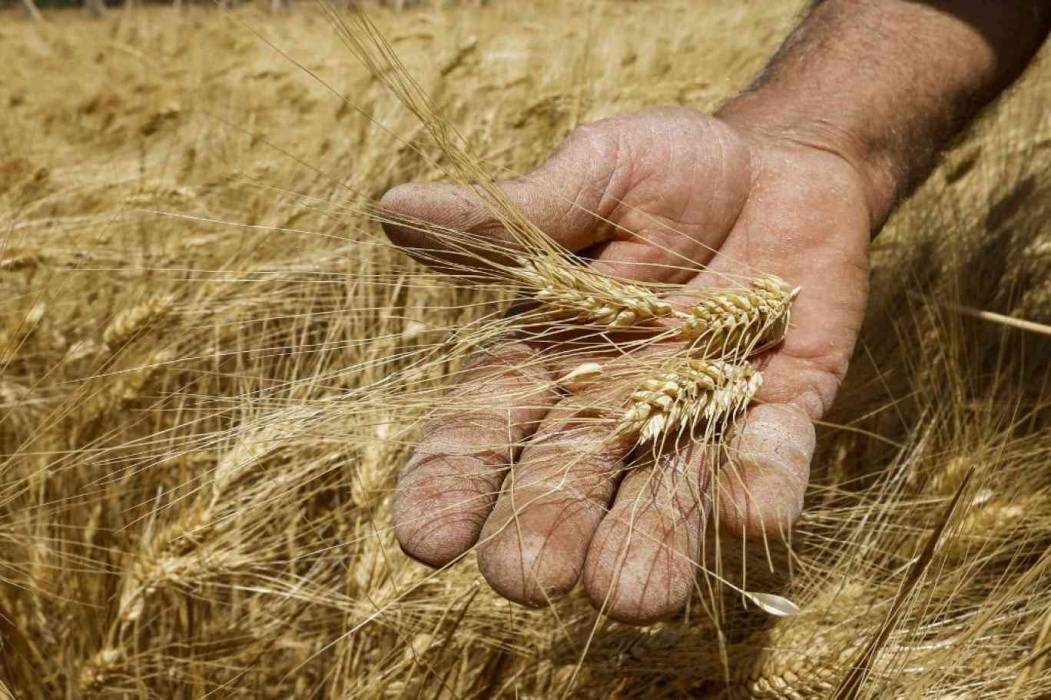 برنامج الأغذية العالمي في أفغانستان يوقف المساعدات الغذائية لمليوني شخص
