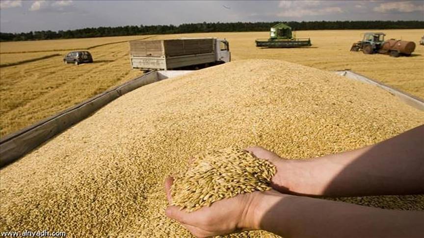 ارتفاع إنتاج الحبوب 61 بالمئة الموسم الحالي في المغرب