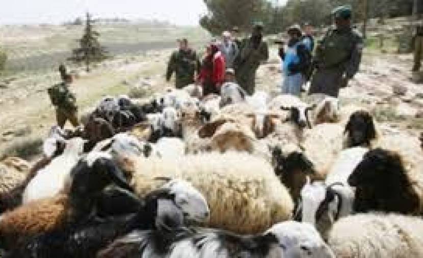 مستوطنون يعتدون على رعاة أغنام في رام الله