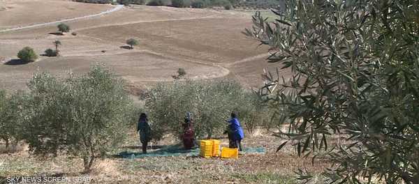 تونس تعلق أمالها على الذهب الأخضر لدعم إيراداتها المالية