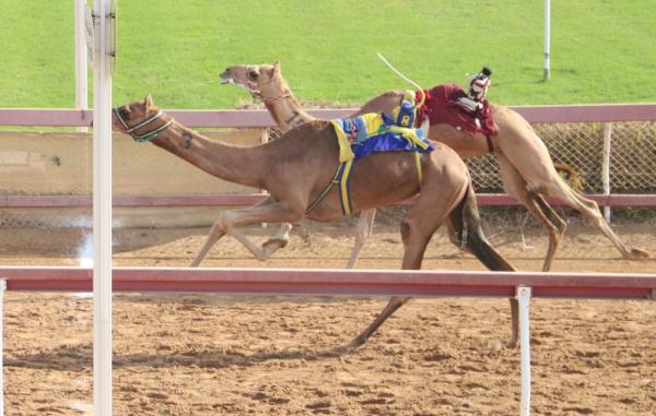 ميدان الذيد لسباقات الهجن يشهد تحديات قوية لسن اللقايا