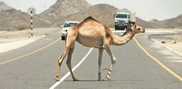 حادث صدم مركبة بجمل على الطريق الصحراوي