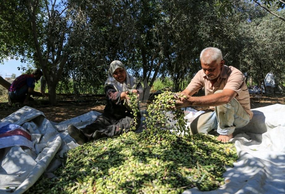 سموتريتش يطالب بمنع الفلسطينيين من قطف الزيتون