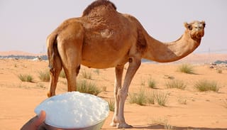 ماذا يحدث لجسم الإنسان عند تناول حليب الإبل....