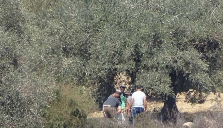 مستعمرون يسرقون ثمار الزيتون جنوب نابلس