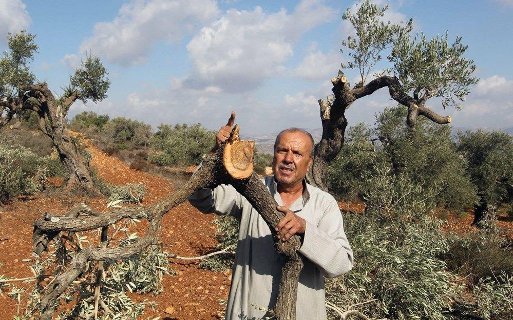 قمع الاحتلال وهجمات المستوطنين يدمّر موسم الزيتون بالضفة